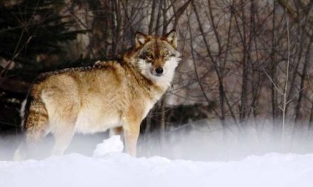 Sensible Wolf Management Could Be in Store for Minnesota