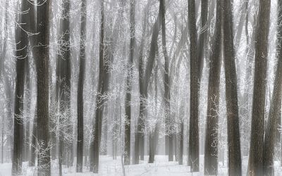 Snow Scenes Assignment Winner Inna Malostovker