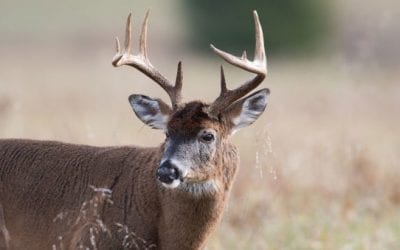 South Dakota One Step Closer to Sweeping Deer Hunting Changes