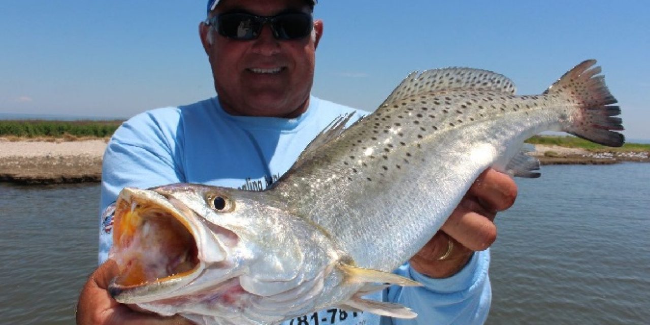 Speckled Trout Numbers Down In Louisiana