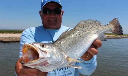 Speckled Trout Numbers Down In Louisiana