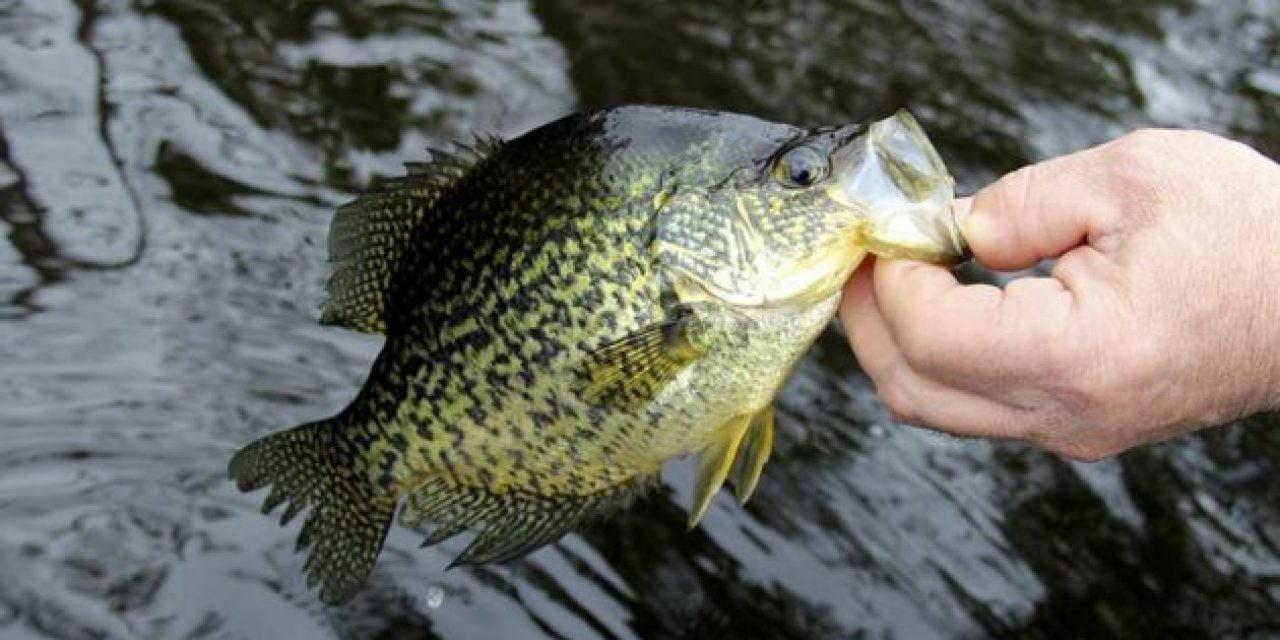 Spring Crappie Fishing is Some of the Best You’ll Get All Year