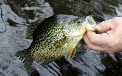Spring Crappie Fishing is Some of the Best You’ll Get All Year