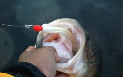 Spring Striped Bass Tips