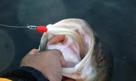 Spring Striped Bass Tips