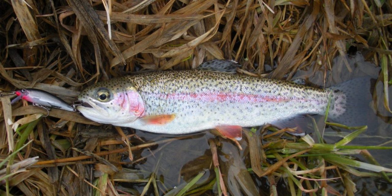 Spring Trout Stocking Update, March 28, 2019