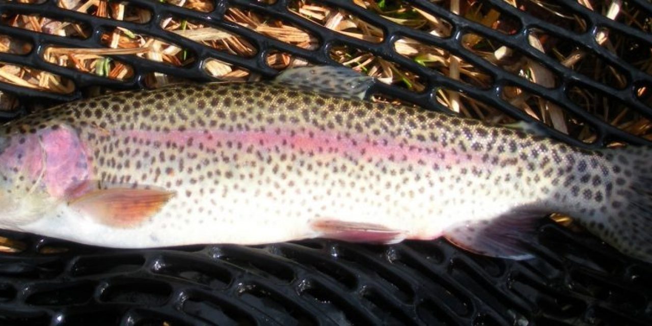 Spring Trout Stockings. . . . Postponed Until Further Notice