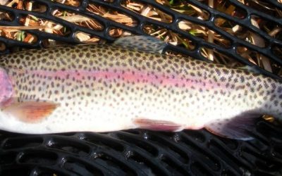 Spring Trout Stockings. . . . Postponed Until Further Notice