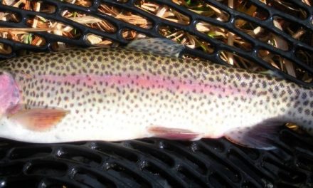 Spring Trout Stockings. . . . Postponed Until Further Notice