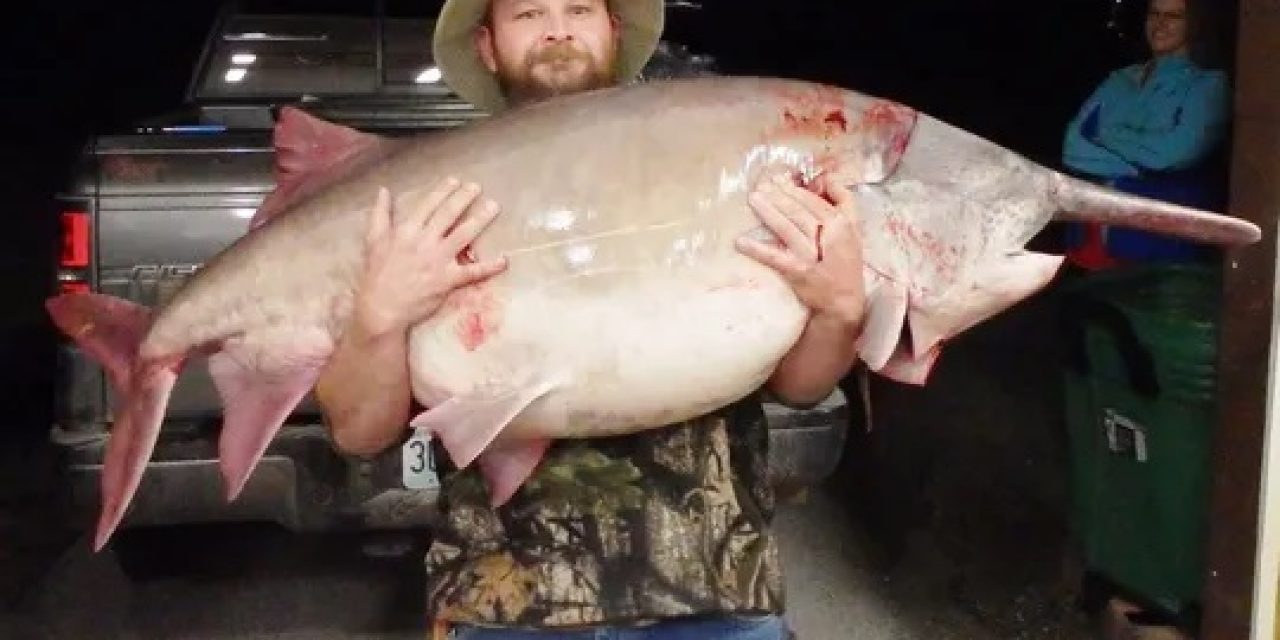 Springfield News-Leader – Missouri’s Giant Paddlefish