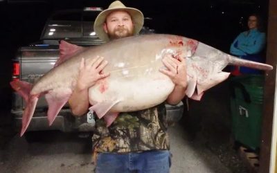 Springfield News-Leader – Missouri’s Giant Paddlefish