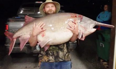 Springfield News-Leader – Missouri’s Giant Paddlefish