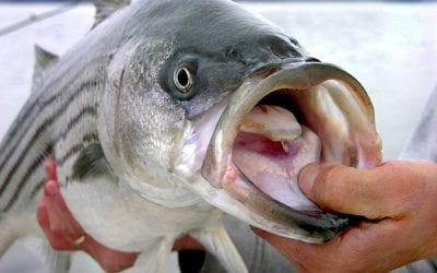 Striper Spawnin’ and Stockin’