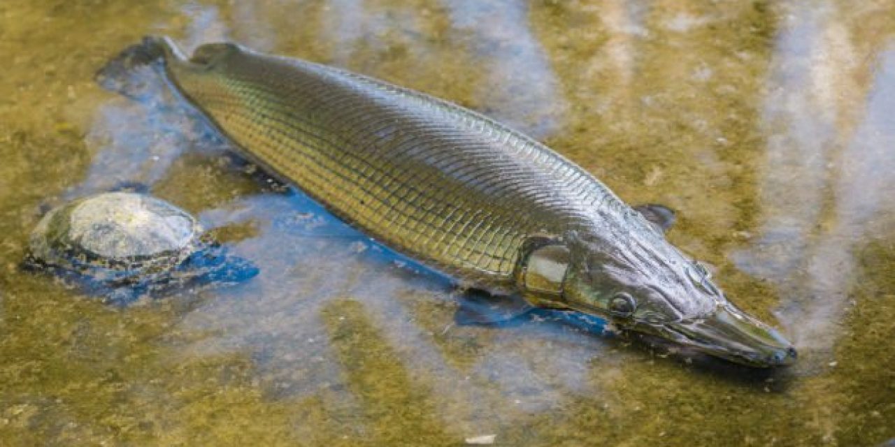 Texas Decides on New Alligator Gar Regulations