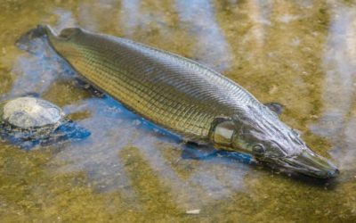 Texas Decides on New Alligator Gar Regulations