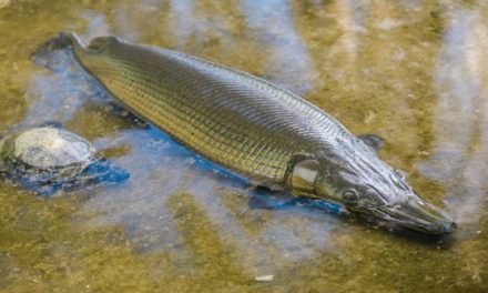 Texas Decides on New Alligator Gar Regulations