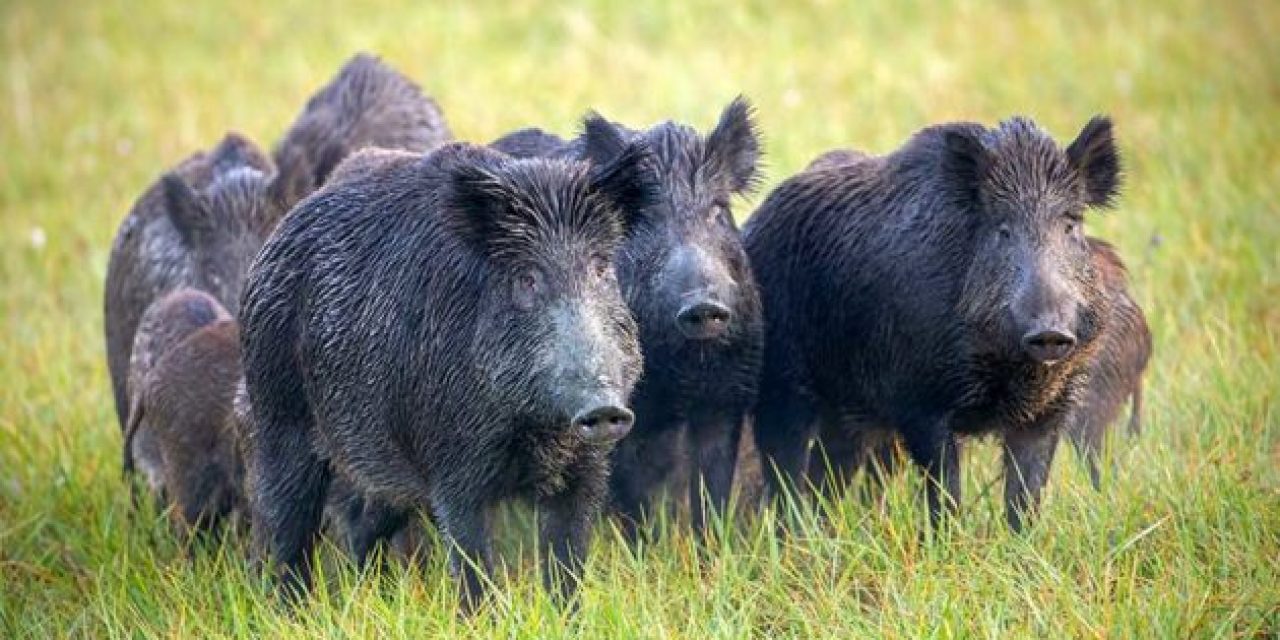 Texas is Losing the War on Feral Hogs