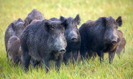 Texas is Losing the War on Feral Hogs