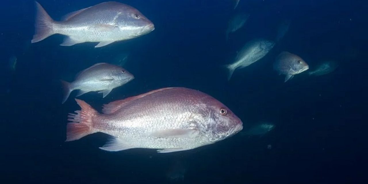 Texas PWD Sets Federal Red Snapper Season