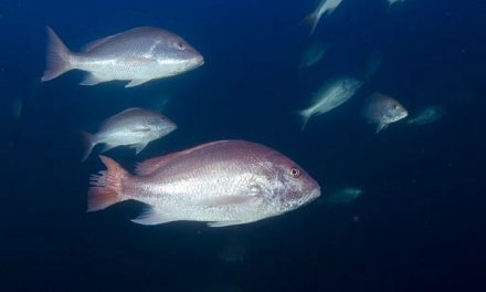 Texas PWD Sets Federal Red Snapper Season