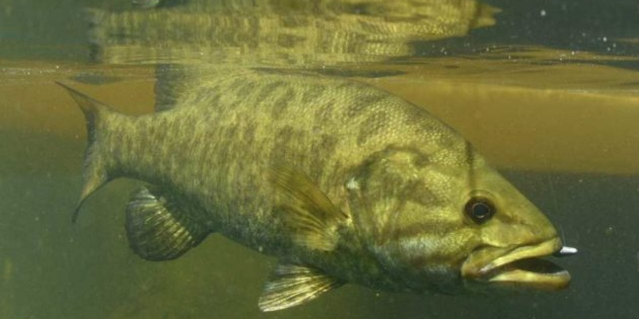 The 9 Most Likely Places the Next World Record Smallmouth Bass Will Be Caught