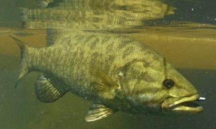 The 9 Most Likely Places the Next World Record Smallmouth Bass Will Be Caught