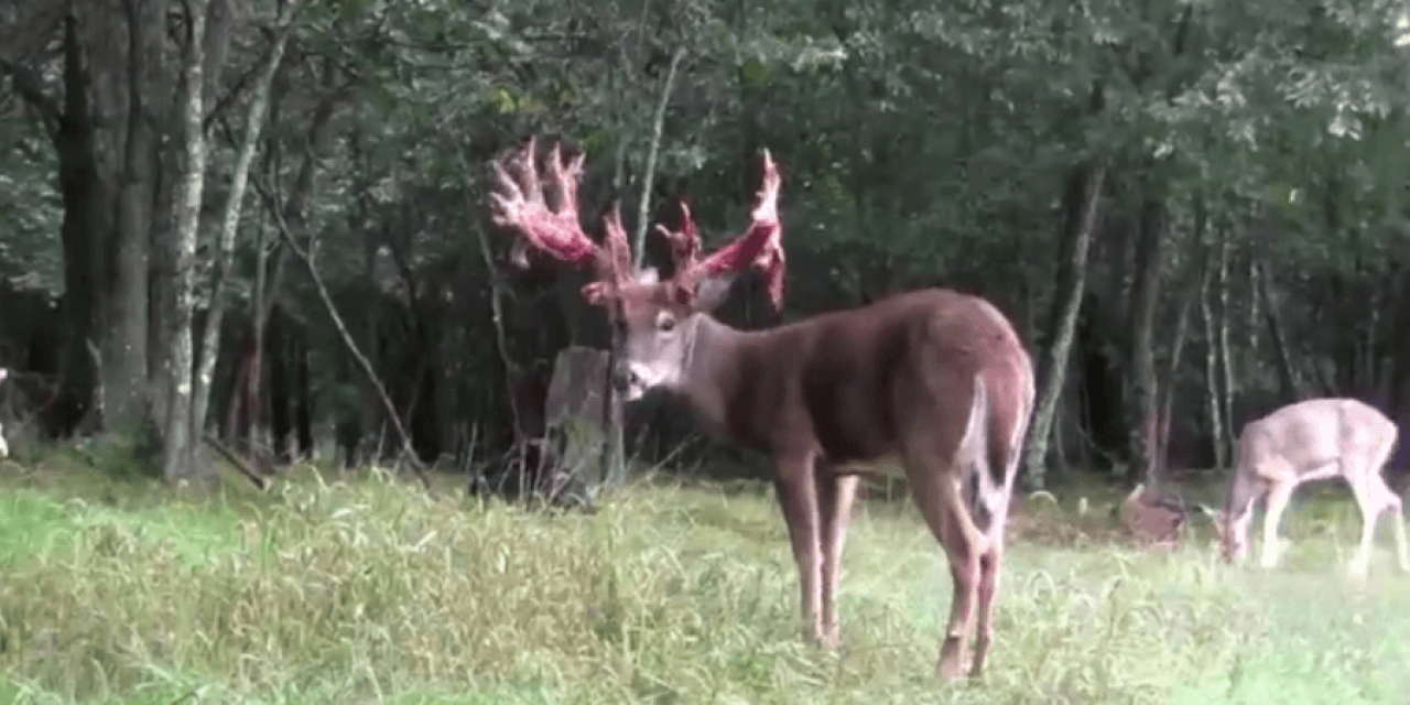 This Buck Shedding His Velvet Is a Beautiful Sight to Behold