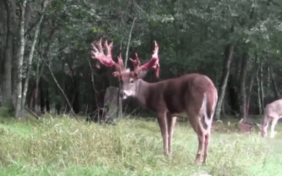 This Buck Shedding His Velvet Is a Beautiful Sight to Behold