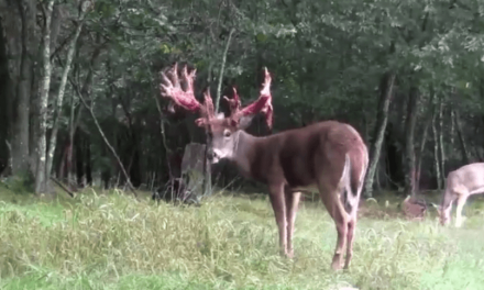 This Buck Shedding His Velvet Is a Beautiful Sight to Behold