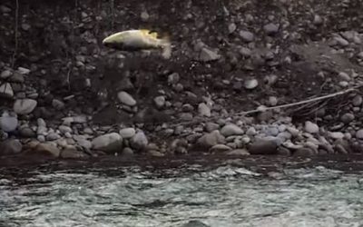 This Orvis Video Will Get You Fired Up for Trout Season