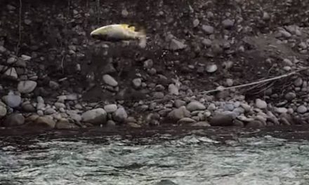 This Orvis Video Will Get You Fired Up for Trout Season