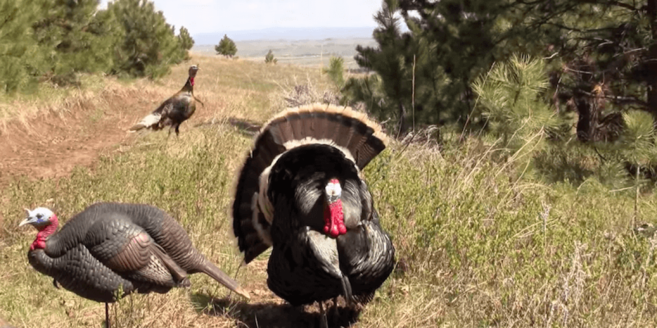 This Turkey Headshot Just Might Be the Best-Placed Shot Ever