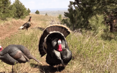 This Turkey Headshot Just Might Be the Best-Placed Shot Ever