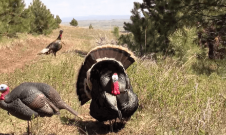 This Turkey Headshot Just Might Be the Best-Placed Shot Ever