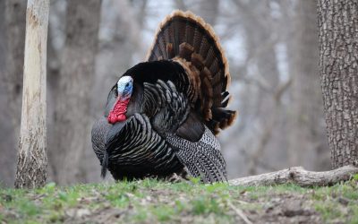 Turkey Trifecta