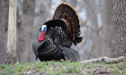 Turkey Trifecta