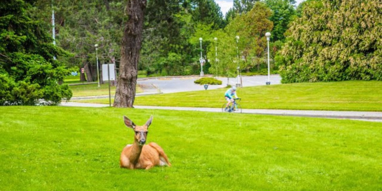 Urban Bowhunting Proposed in Winston-Salem, N.C.