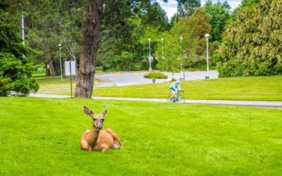 Urban Bowhunting Proposed in Winston-Salem, N.C.