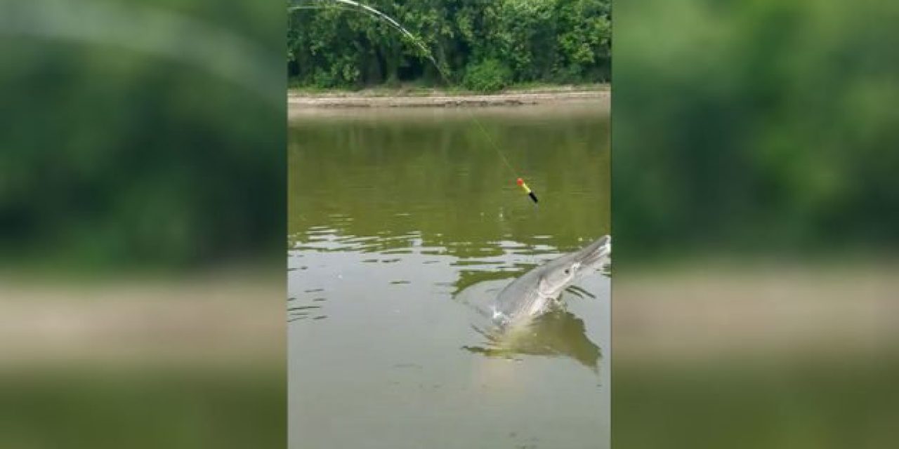 Video: Angler Lands 266-Pound Alligator Gar