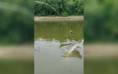 Video: Angler Lands 266-Pound Alligator Gar