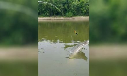 Video: Angler Lands 266-Pound Alligator Gar