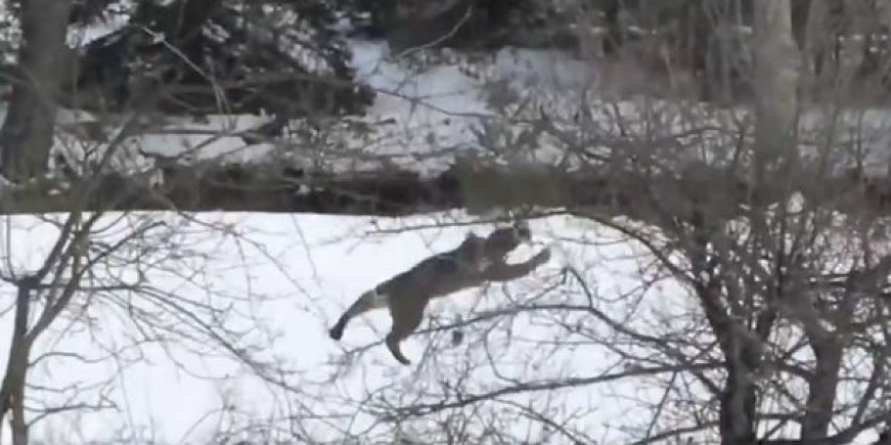 Video: Assassin Bobcat Does the Unimaginable to Bag a Squirrel