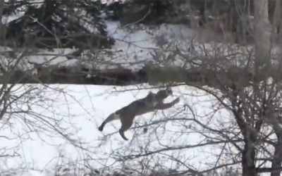 Video: Assassin Bobcat Does the Unimaginable to Bag a Squirrel