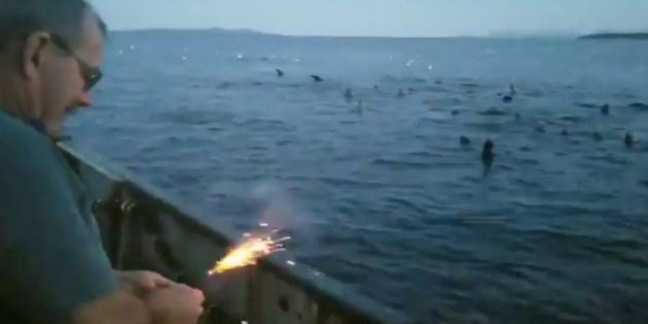 Video: Canadian Fisherman Throws Dynamite at Sea Lions