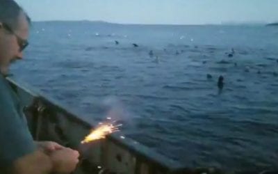 Video: Canadian Fisherman Throws Dynamite at Sea Lions