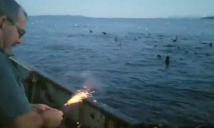 Video: Canadian Fisherman Throws Dynamite at Sea Lions