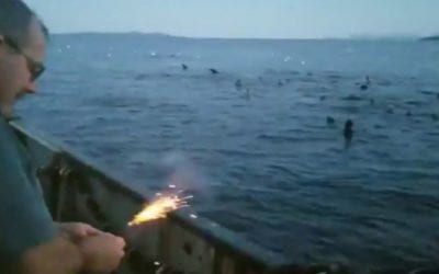 Video: Canadian Fisherman Throws ‘Seal Bomb’ at Sea Lions