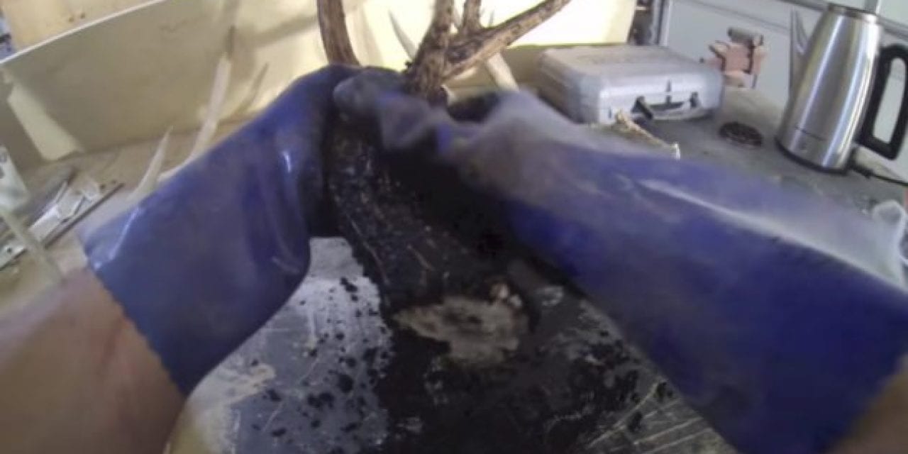 Video: Guess What Will Restore Color to Your Old Shed Antlers for Super Cheap