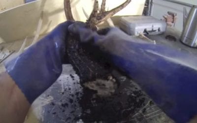 Video: Guess What Will Restore Color to Your Old Shed Antlers for Super Cheap