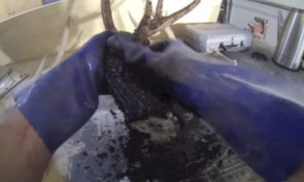 Video: Guess What Will Restore Color to Your Old Shed Antlers for Super Cheap